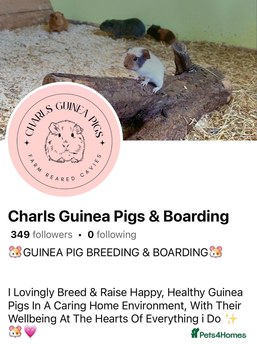 Guinea Pig rodents for sale: ✨Lots of Baby boy Guinea Pigs ✨🐹🩵 - Image 30