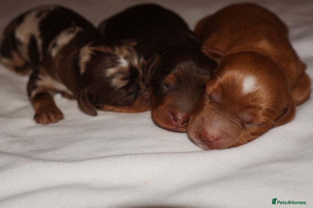 Cockapoo dogs for sale: Exceptional cockapoo puppies  - Advert 5