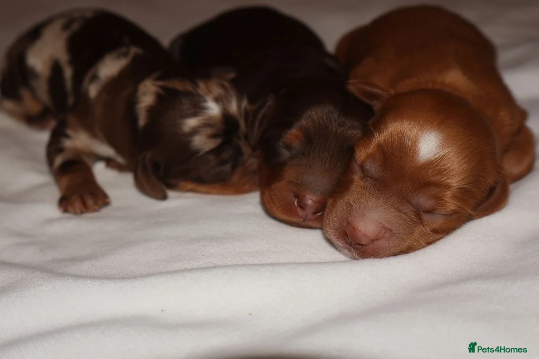 Cockapoo dogs for sale: Exceptional cockapoo puppies  - Advert 8