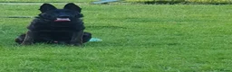 Belgian Shepherd Dog dogs for sale: Dutch shepherd  in Sheffield - Advert 4