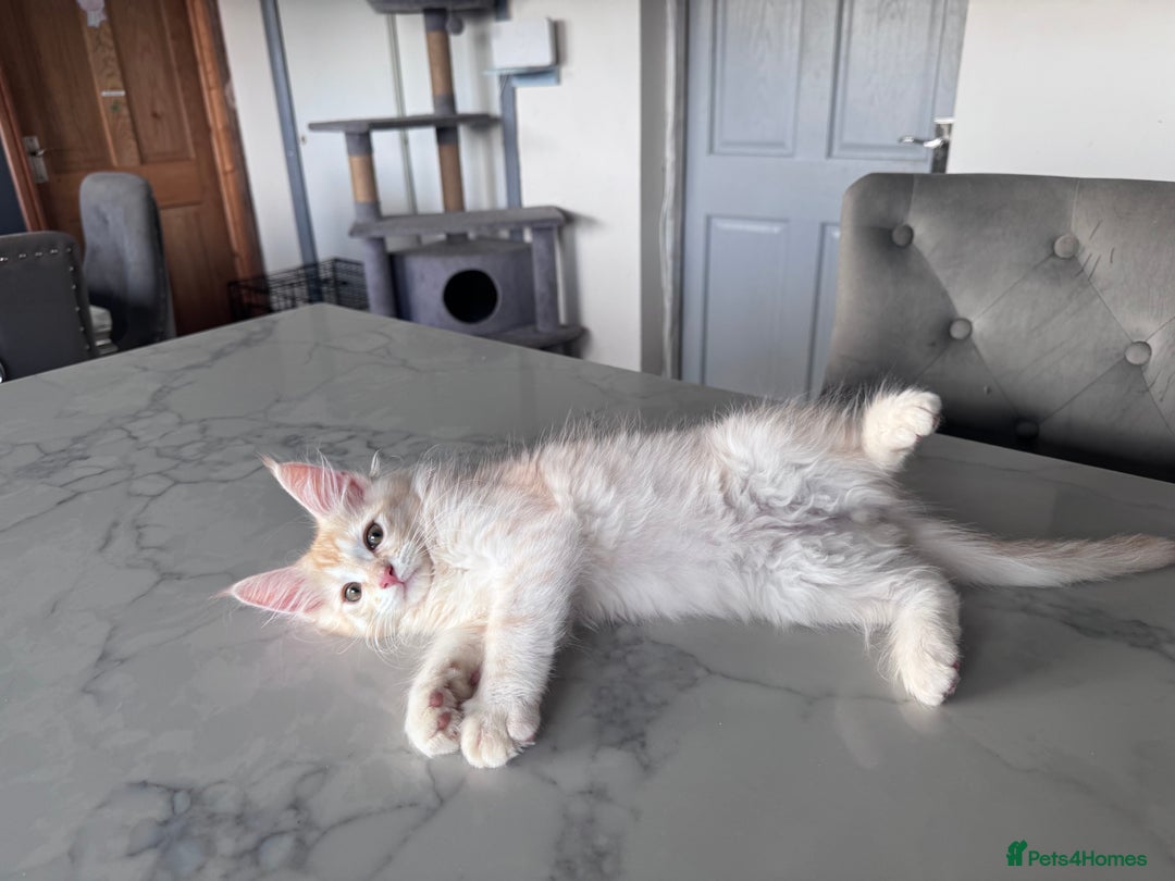 Maine Coon cats for sale: Last male left stunning Maine coon-  - Advert 14