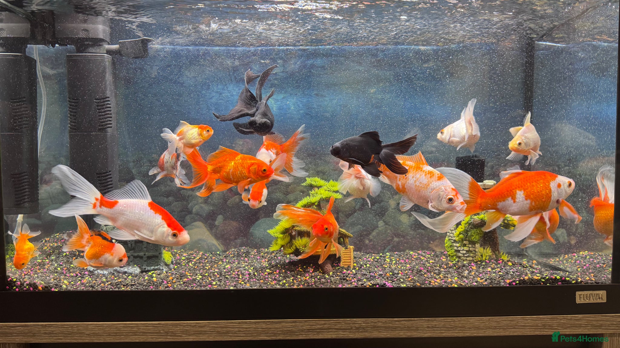 Goldfish fish Good quality gold fish & koi carp  - Advert 1