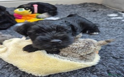 Miniature Schnauzer dogs for sale: Adorable KC Reg Miniature Schnauzer Puppies - Image 9