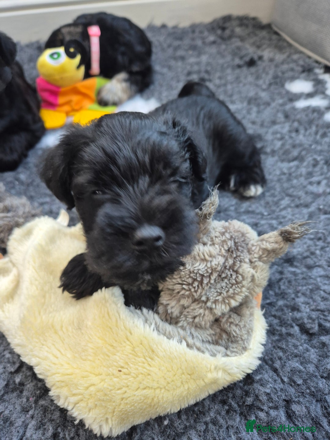 Miniature Schnauzer dogs for sale: Adorable KC Reg Miniature Schnauzer Puppies - Image 9