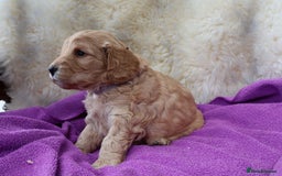 Cockapoo dogs for sale: 5*LICENSED BREEDER WATCH LIVE HEALTH TESTED PARENT - Image 3