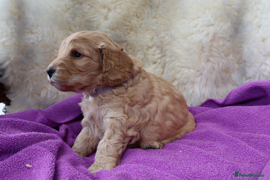 Cockapoo dogs for sale: 5*LICENSED BREEDER WATCH LIVE HEALTH TESTED PARENT - Image 3