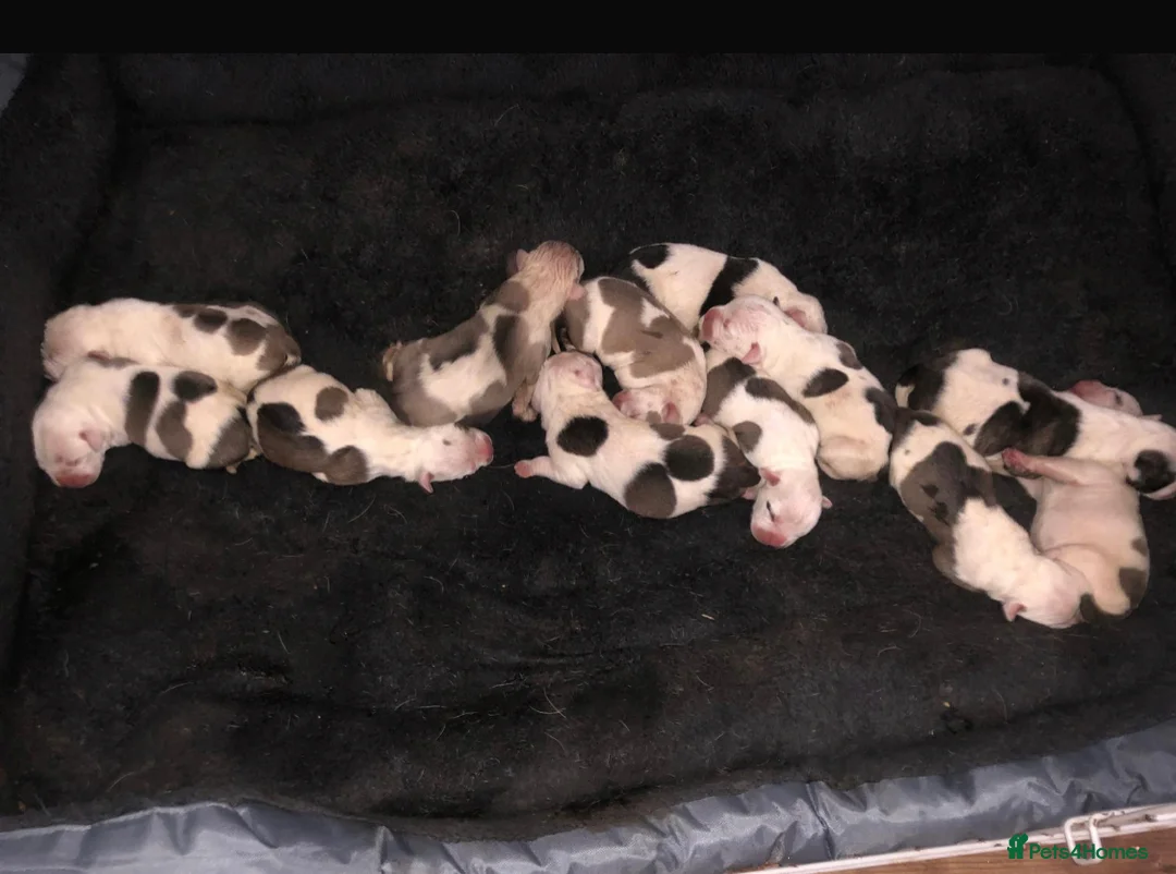 American Bulldog dogs for sale: American Bulldog puppies - Advert 3