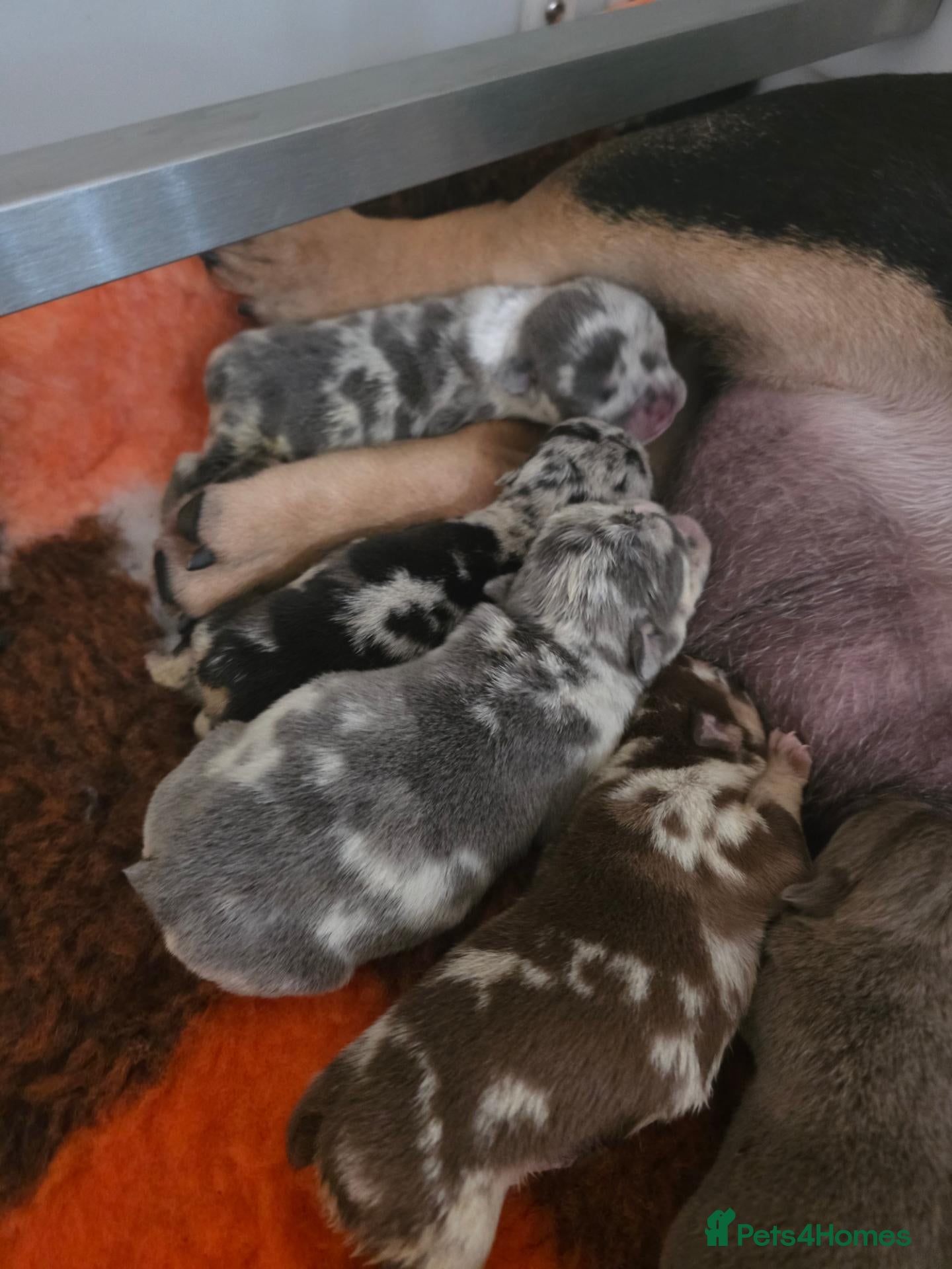 English Bulldog dogs British bulldog pups - Advert 2