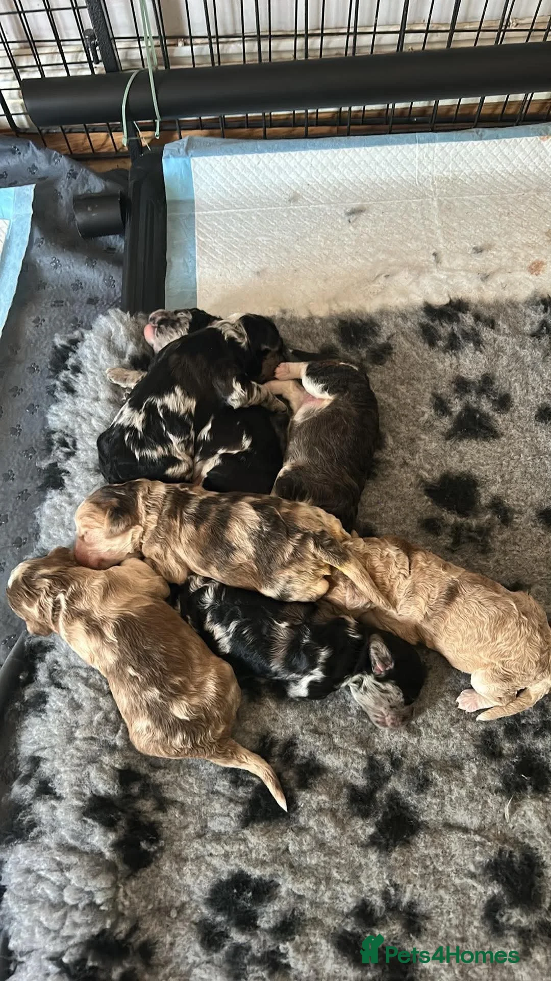 Cockapoo dogs for sale: Beautiful Cockapoo Puppies  - Advert 2
