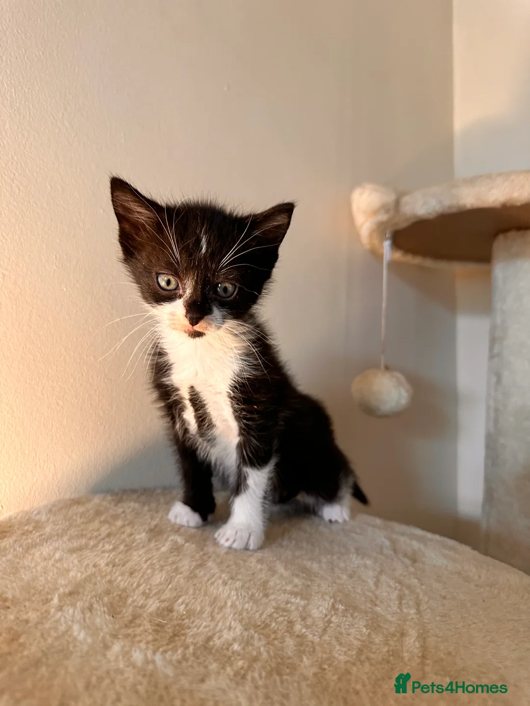 Domestic Shorthair cats for sale: 4 gorgeous kittens and mother - Advert 7