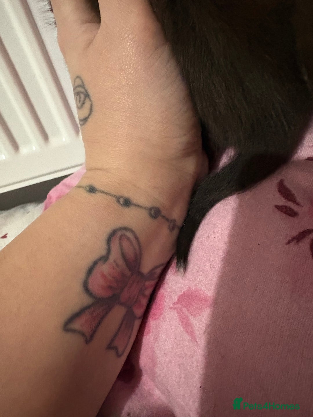 British Longhair cats for sale: Three kittens - Ready  **  week - Advert 9