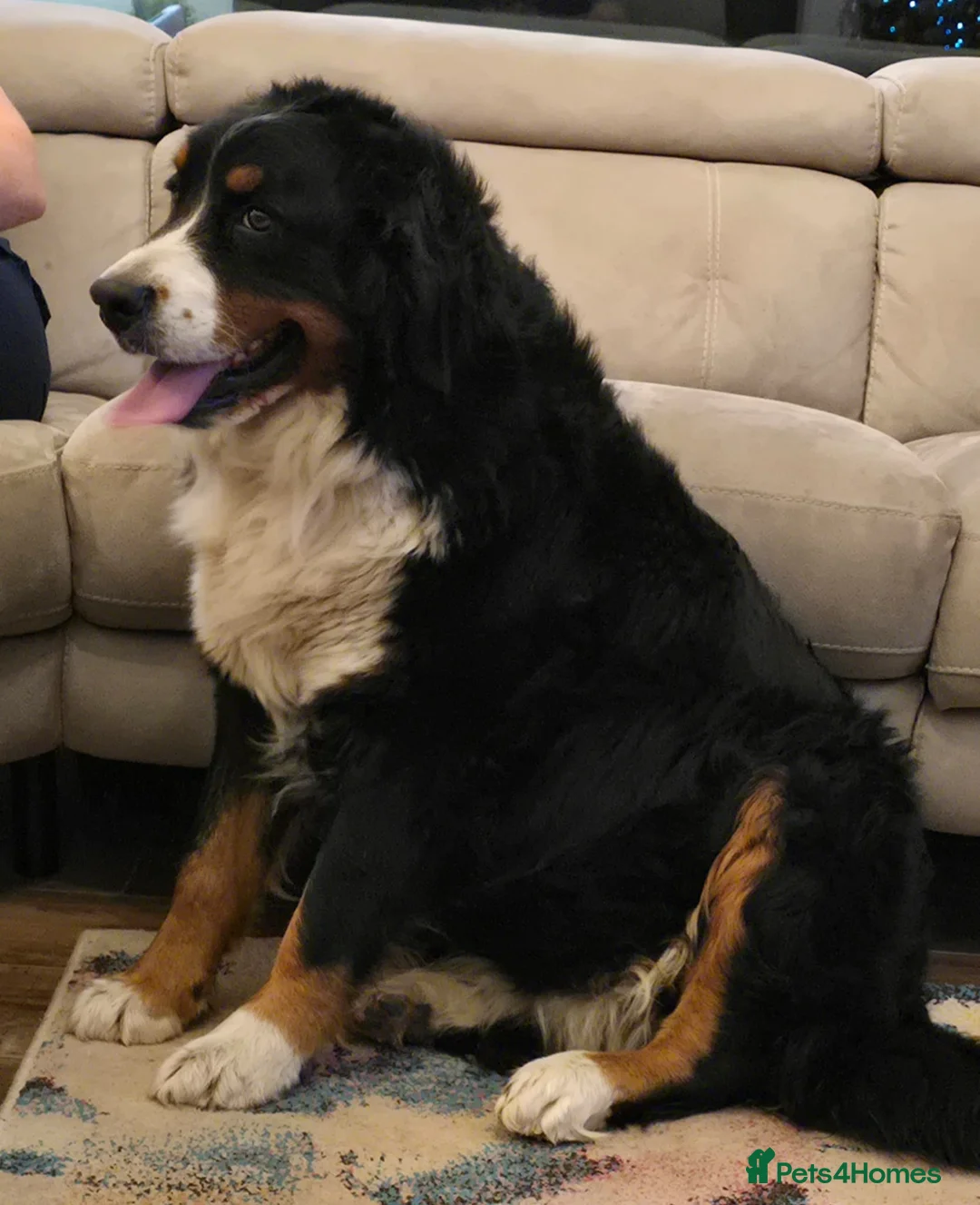 Bernese Mountain Dog dogs for sale: Pure bred kc registered bernese mountain dogs  - Advert 2