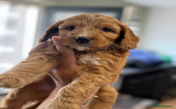 Australian Labradoodle dogs in Corby - Advert 3