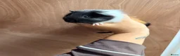 Guinea Pig rodents for sale: Guinea pigs  - Advert 6