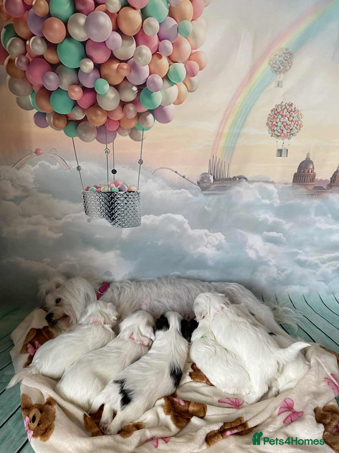 Malshi dogs for sale: Only 4 fantastic Malshi’s left - Image 13