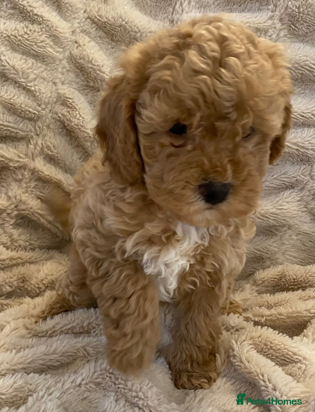 Cavapoo dogs for sale: Gorgeous Teddybear Cavapoo Puppies health checked  - Advert 16