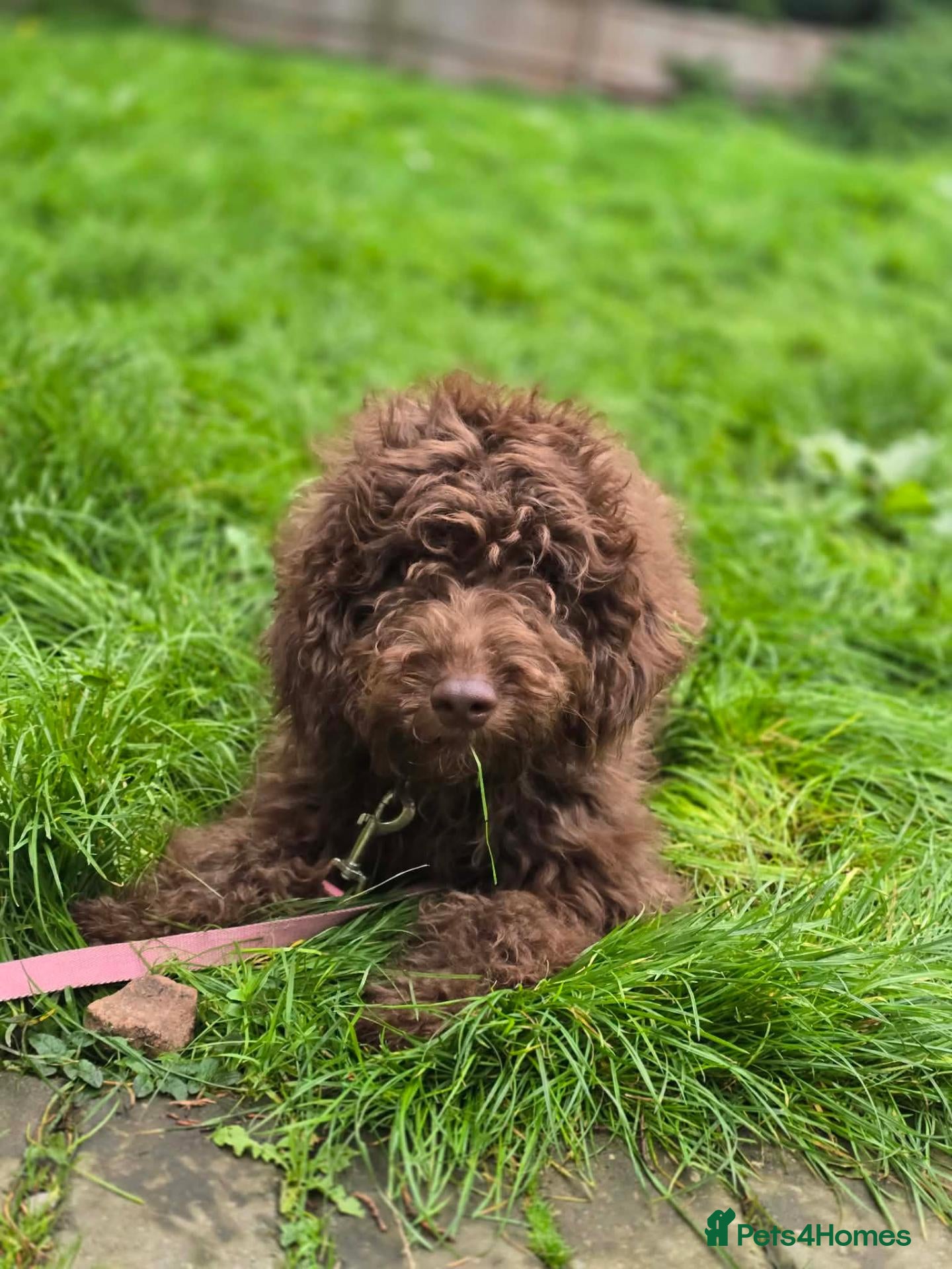 Australian Labradoodle dogs Gorgeous miniature labradoodle babies - Advert 5
