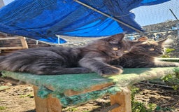 Maine Coon cats for sale: Maine coon boys - Image 5