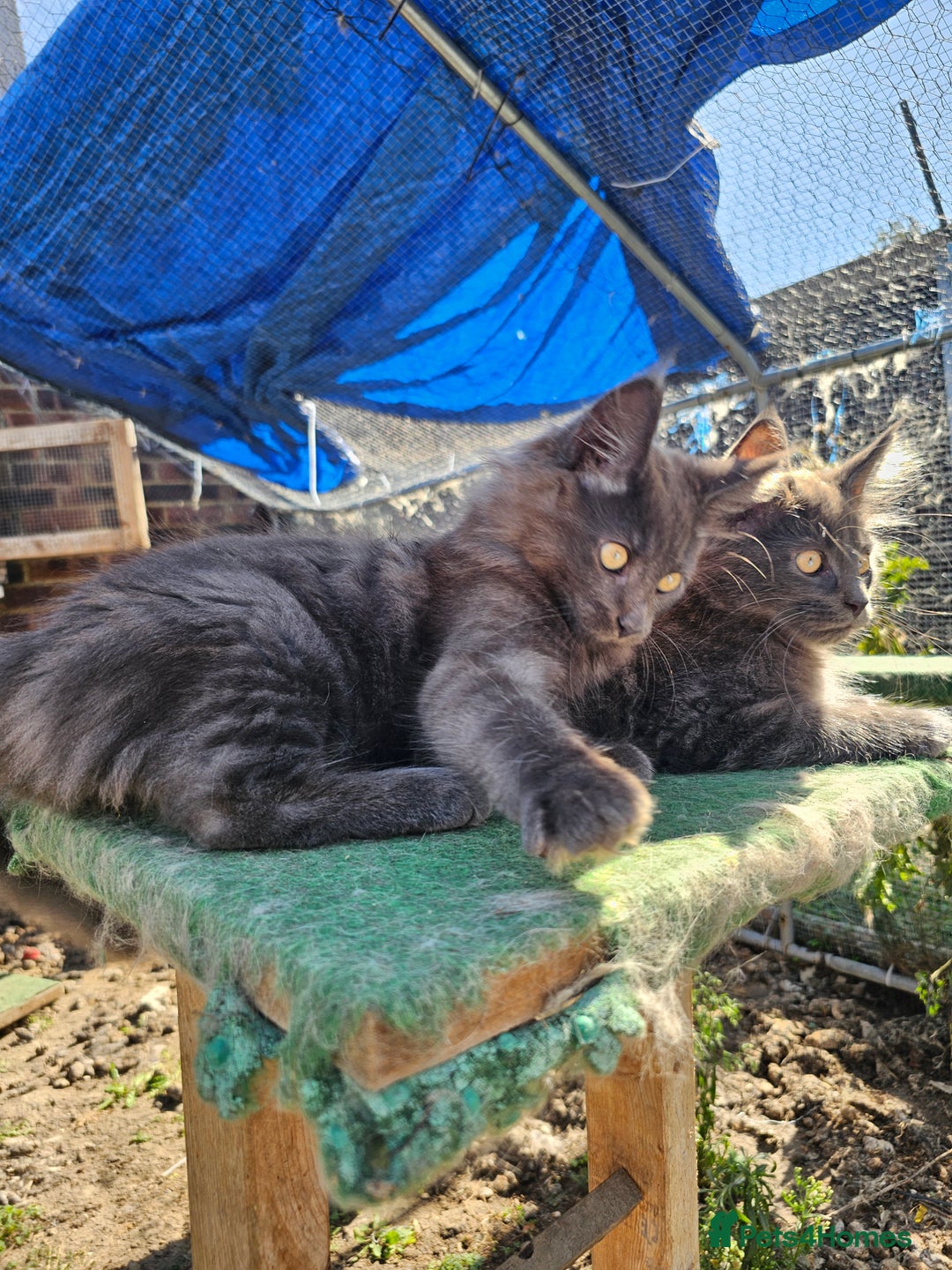 Maine Coon cats for sale: Maine coon boys - Image 5