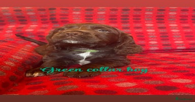 Cocker Spaniel dogs - Advert 6