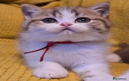 British Shorthair cats for sale: Pedigree, British Shorthair, TICA reg kittens - Image 17