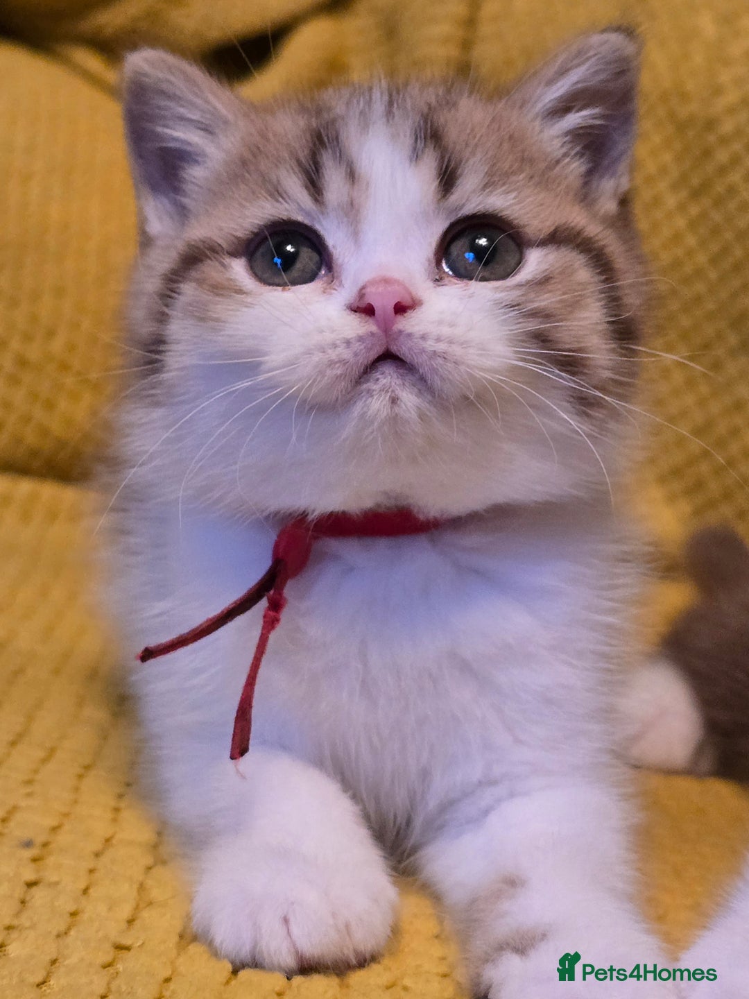 British Shorthair cats for sale: Pedigree, British Shorthair, TICA reg kittens - Image 17