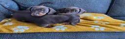 Miniature Dachshund dogs for sale: Genuine miniature dachshund  - Advert 10