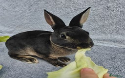 Rex rabbits for sale: Black Otter Mini Rex Buck in Droitwich - Image 23