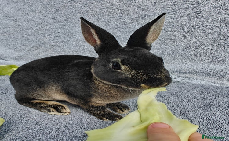 Rex rabbits in Droitwich - Advert 14