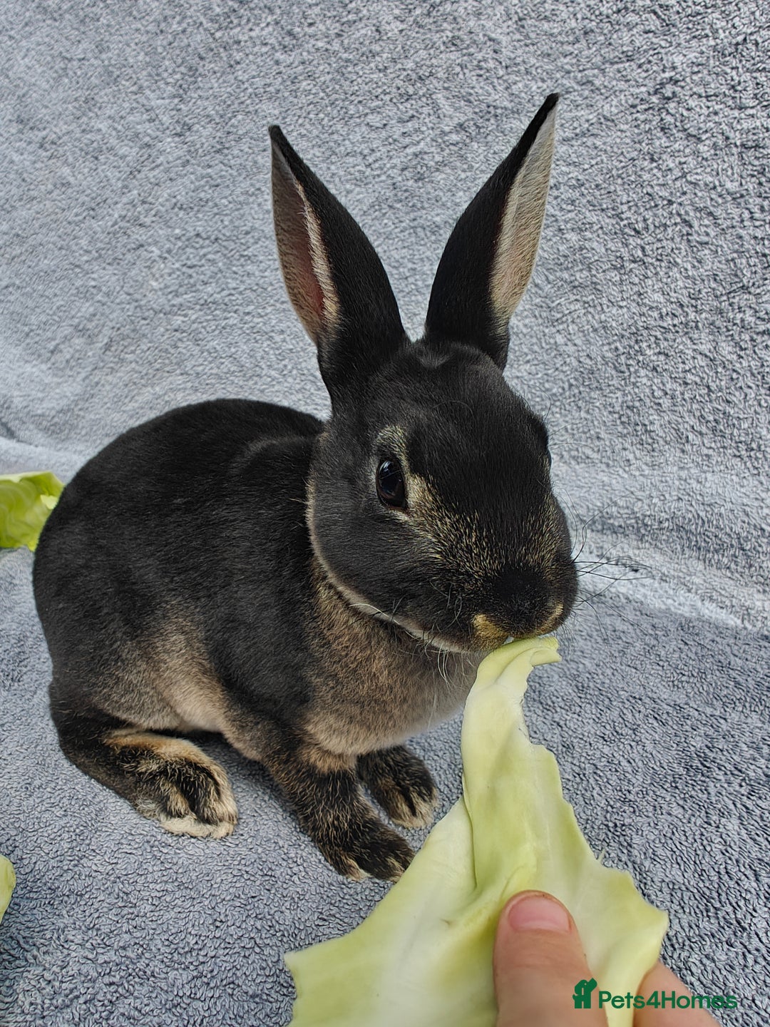 Rex rabbits for sale: Black Otter Mini Rex Buck in Droitwich - Image 23