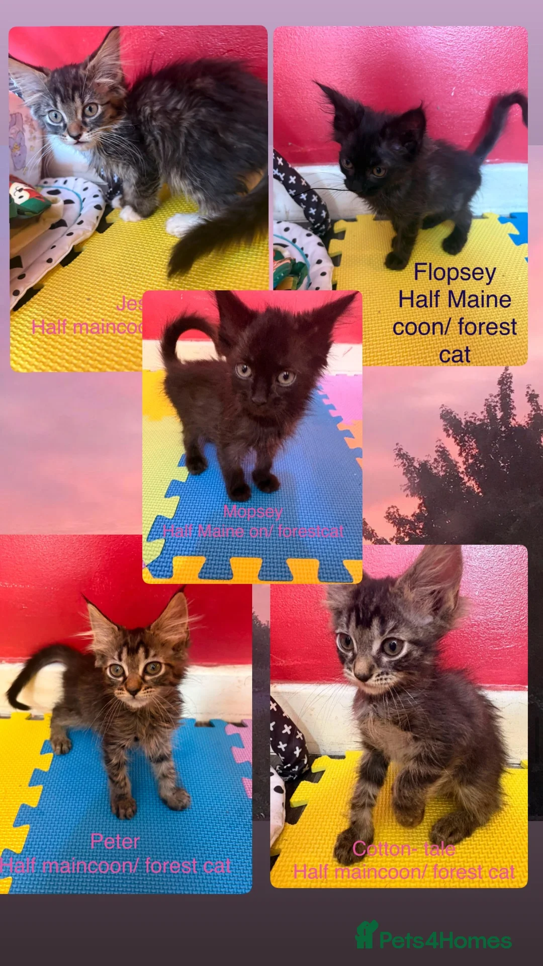 Maine Coon cats for sale: Beautiful male maincoon/forest cat kittens  - Advert 1