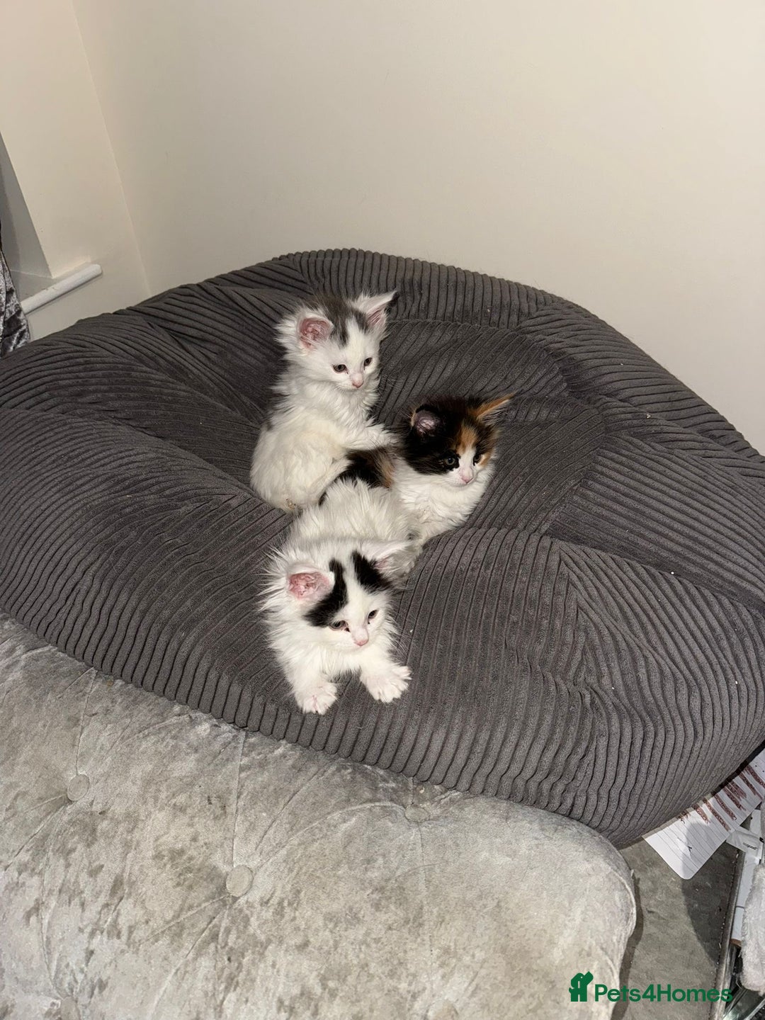 Maine Coon cats for sale: Adorable Maine coon kittens - Advert 8