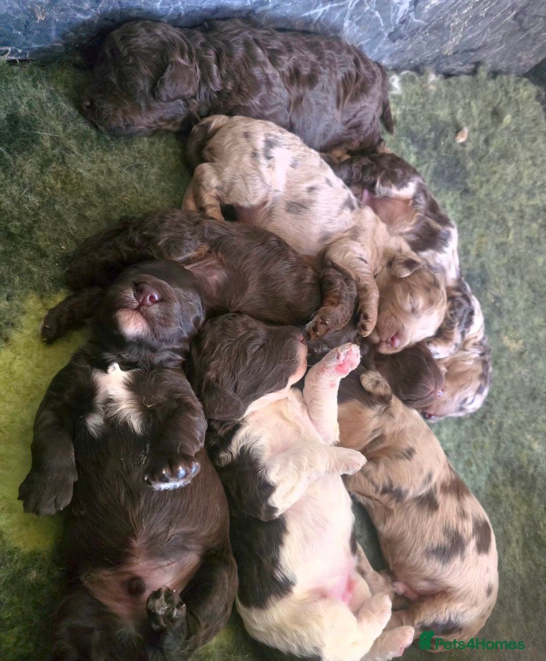 Cockapoo dogs Beautiful F1b Minature Cockapoos - Advert 2