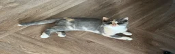 British Shorthair cats for sale: British Shorthair  - Advert 5