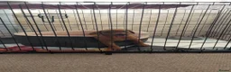 Labrador Retriever dogs for sale: Red Labrador Puppies in Milton Keynes - Advert 1