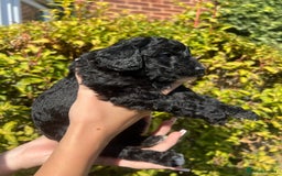 Cockapoo dogs for sale: Cockapoo - Image 3