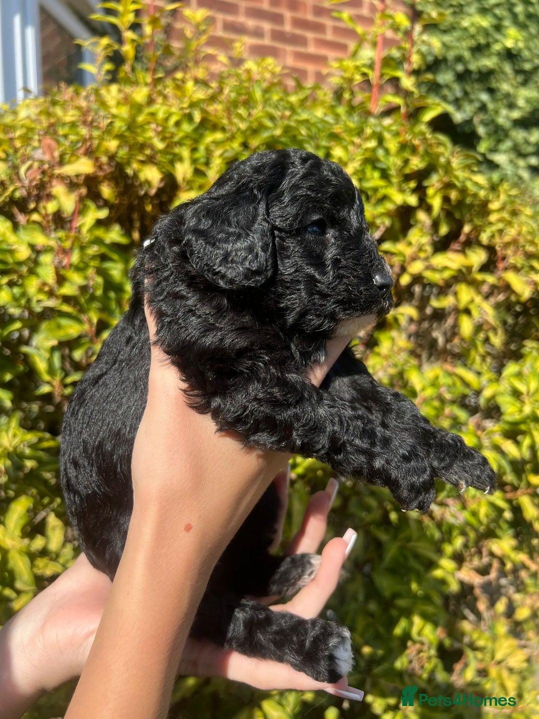 Cockapoo dogs for sale: Cockapoo - Image 3
