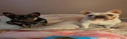 French Bulldog dogs for sale: Male and female french bulldogs  in Bo'ness - Advert 17