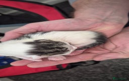 Mixed Breed cats for sale: Kittens for sale - Image 22