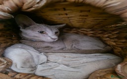 Balinese cats for sale: Kitten for sale - Image 8
