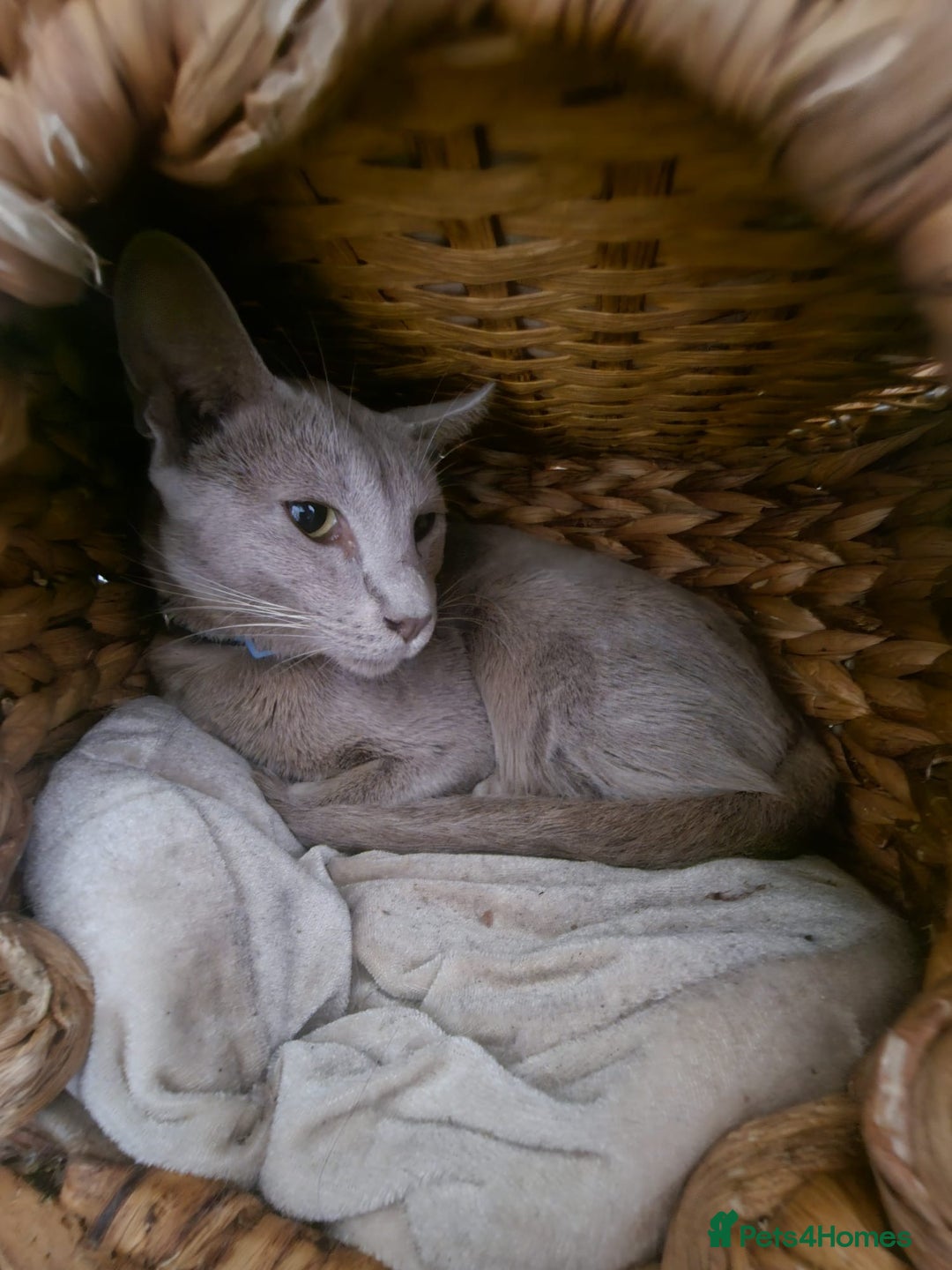 Balinese cats for sale: Kitten for sale - Image 8