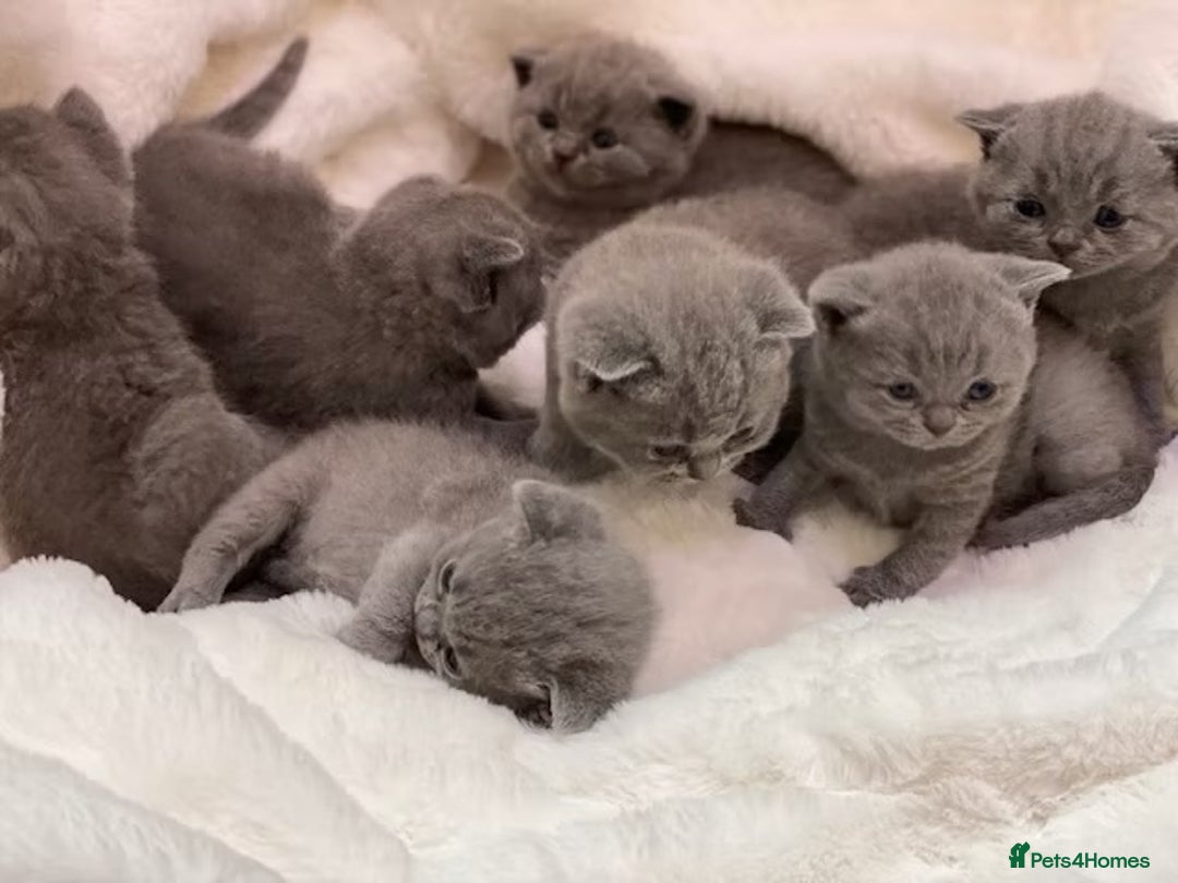 British Shorthair cats for sale: British shorthair kitties - Registered kitties - Advert 4