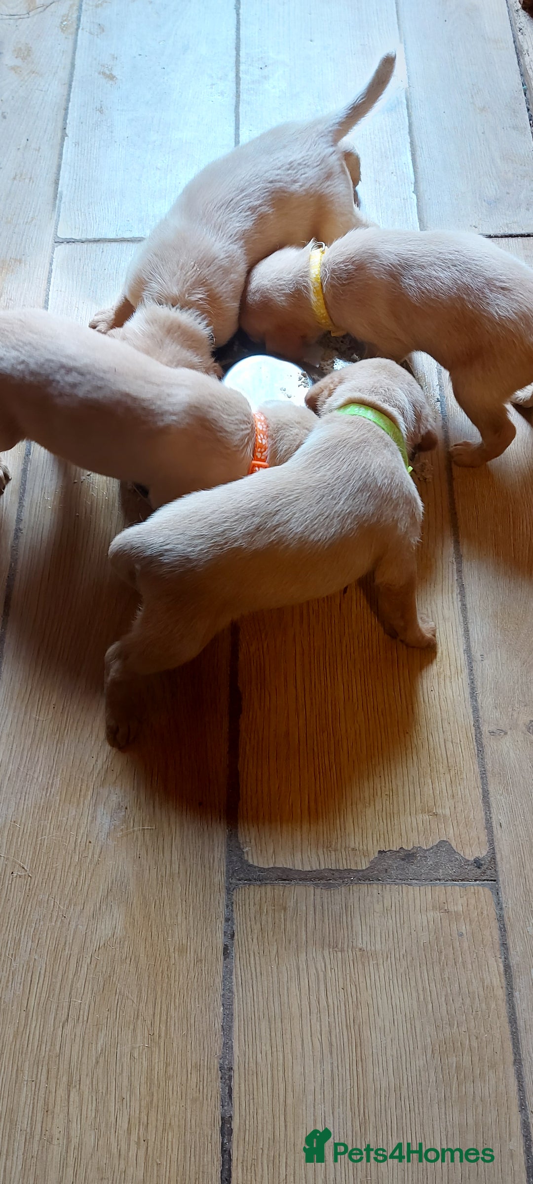 Labrador Retriever dogs for sale: Labrador puppies - Image 1