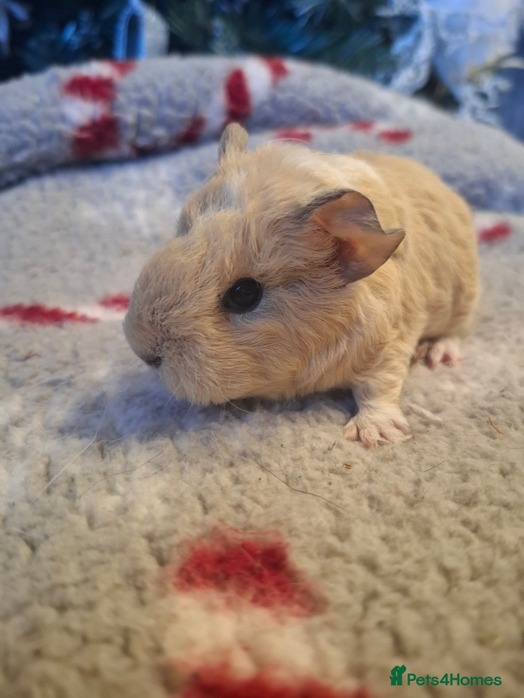 Guinea Pig rodents for sale: Sheltie Baby Guinea pigs Boys & Girls - Advert 2