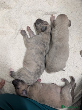 Whippet dogs Beautiful KC registered Whippet puppies! - Advert 4