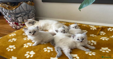 Ragdoll cats - Advert 12