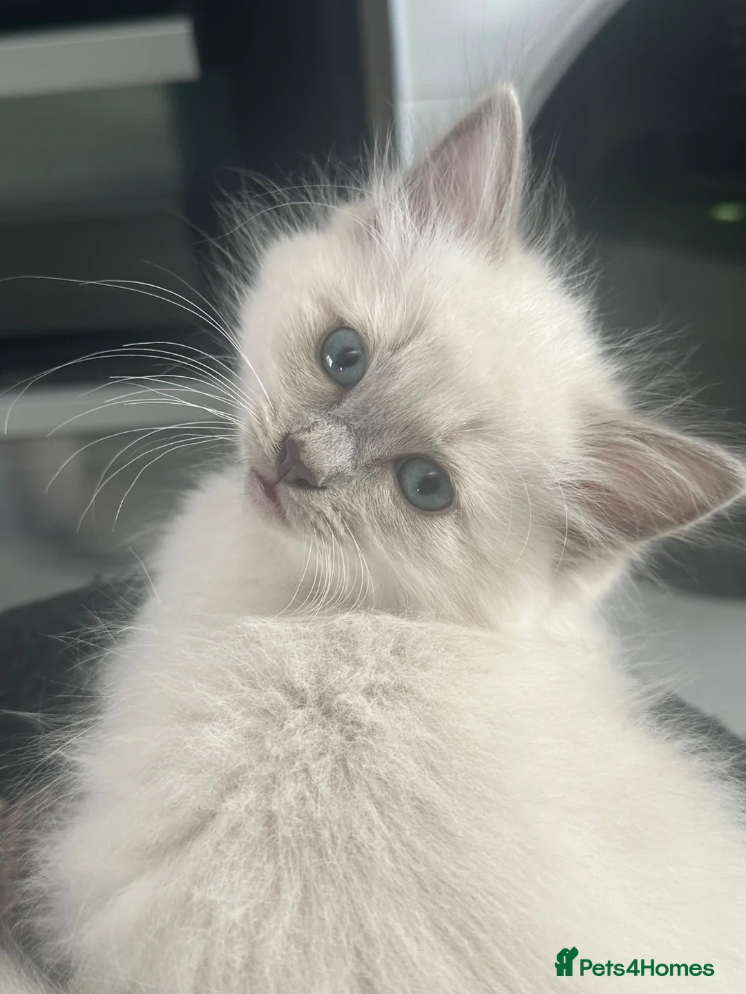Ragdoll cats for sale: Ready now!!! Stunning ragdoll kittens - Advert 12
