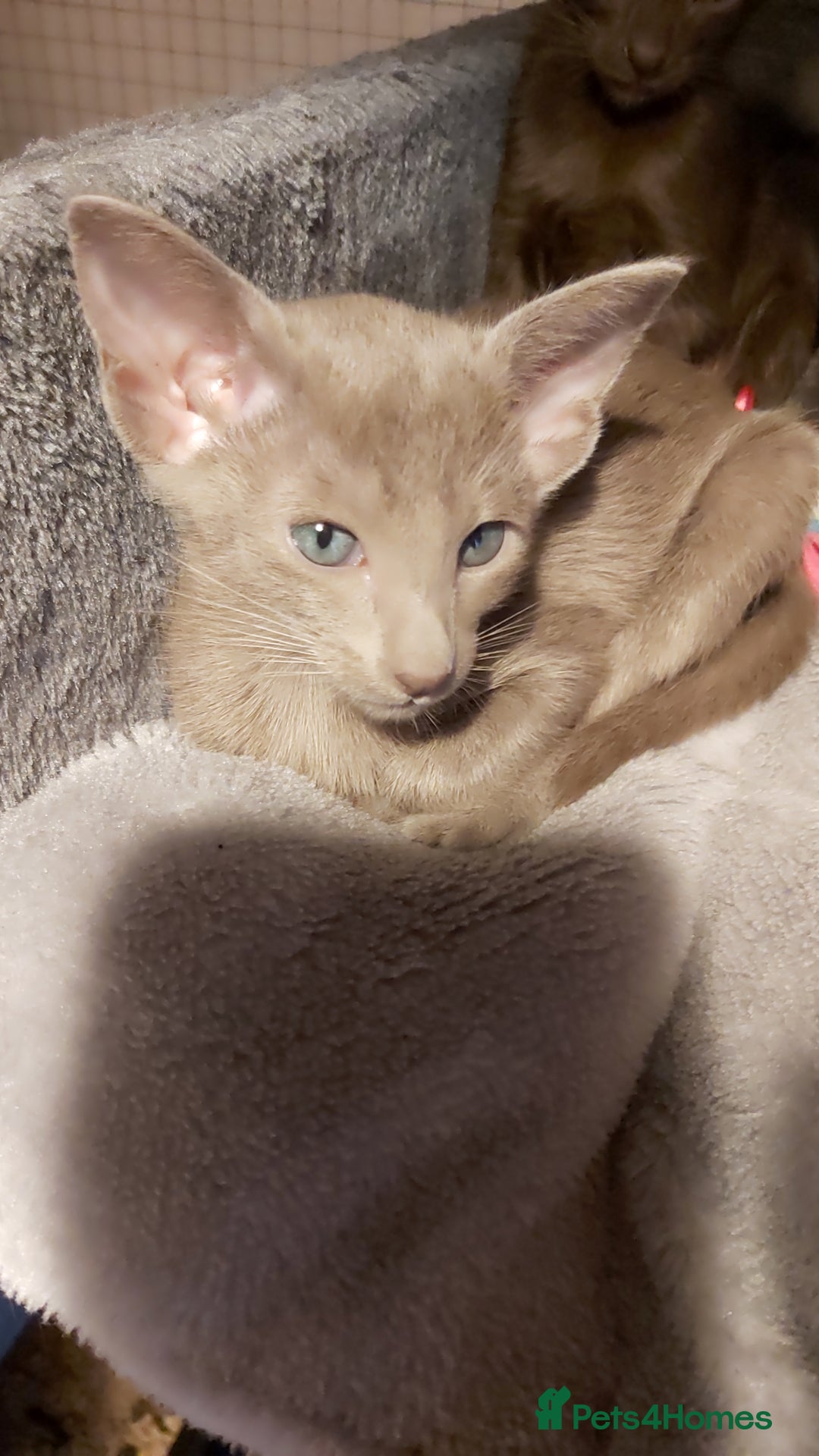 Oriental cats for sale: Full Pedigree Oriental 1 Kitten XL size ears GCCF - Advert 11