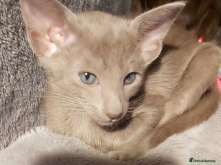 Oriental cats - Advert 2