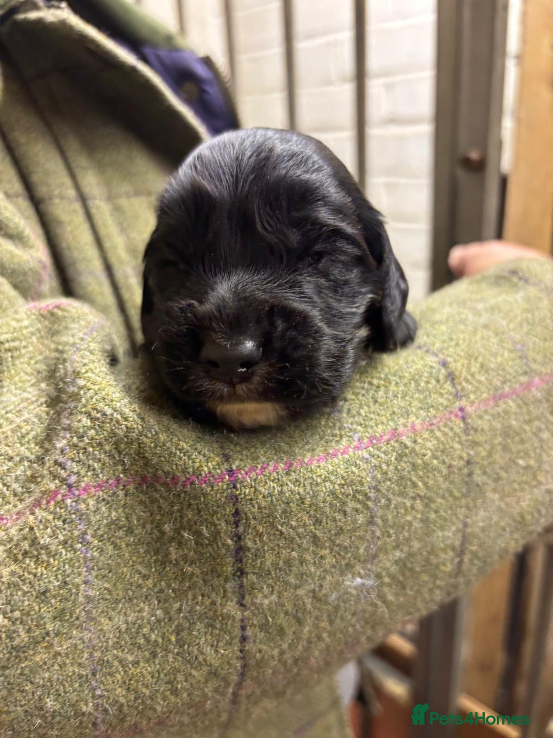 Cocker Spaniel dogs for sale: Working cockers - Advert 6